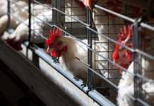 EU dismisses poor quality claims of export chicken to SA