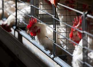 EU dismisses poor quality claims of export chicken to SA