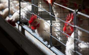 EU dismisses poor quality claims of export chicken to SA
