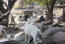 Habitual abortions in goats