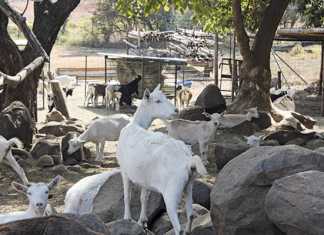 Habitual abortions in goats