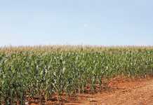 suspected-armyworm-outbreak-maize-crop