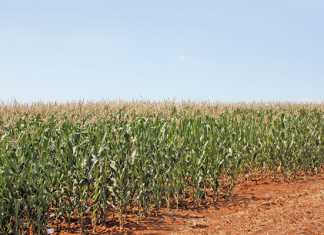 Suspected fall armyworm damage to maize in SA and Namibia suspected-armyworm-outbreak-maize-crop