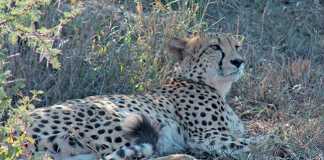 Ann van Dyk Cheetah Centre
