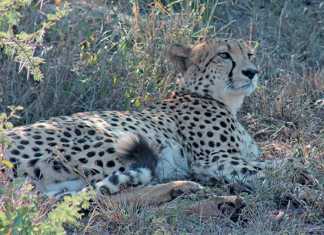 Ann van Dyk Cheetah Centre
