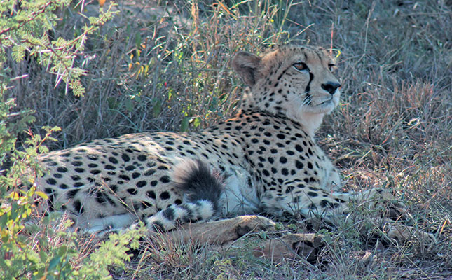 Ann van Dyk Cheetah Centre Ann van Dyk Cheetah Centre