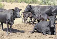 Are-lick-supplements worthwhile in beef production?