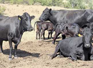 Are-lick-supplements worthwhile in beef production?