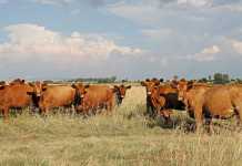 Cattle quarantined after brucellosis