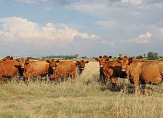 Cattle quarantined after brucellosis