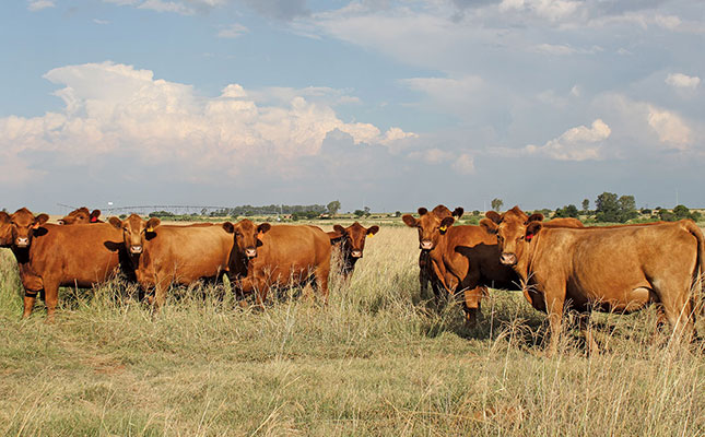 Cattle quarantined after brucellosis outbreak