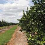 Citrus farming: off-season tasks