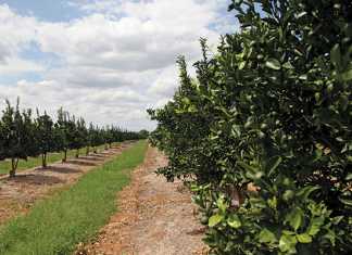 Citrus farming: off-season tasks