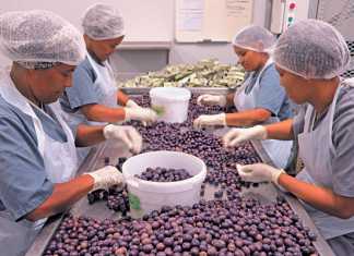 Darling’s 150 000kg/year olive processing success story
