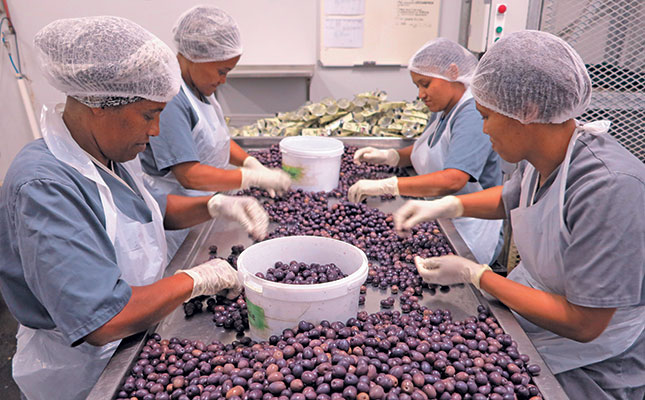 Darling’s 150 000kg/year olive processing success story Darling’s 150 000kg/year olive processing success story