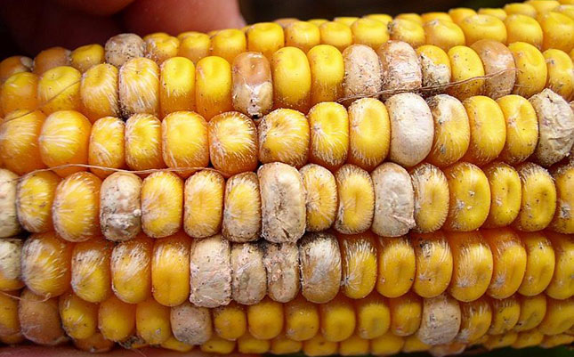 Dealing with Fusarium ear rot