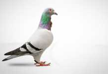 SA wins R5m bid at pigeon auction in China