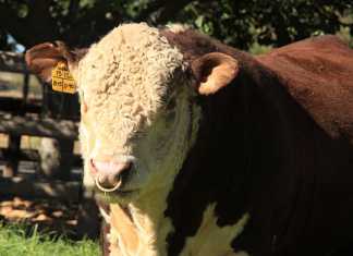 Buy cattle from a reputable breeder