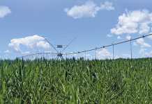 Record maize harvest forecasted