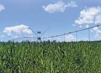 Record maize harvest forecasted