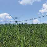 Good rain sees 72% jump in summer crop production forecast