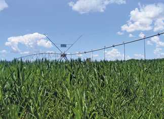 Good rain sees 72% jump in summer crop production forecast