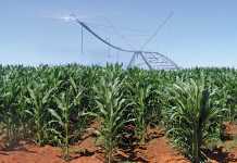 EU countries opt-out of GM crop cultivation