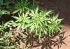 High Court ruling legalises marijuana for private use