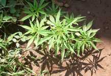 High Court ruling legalises marijuana for private use High Court ruling legalises marijuana for private use