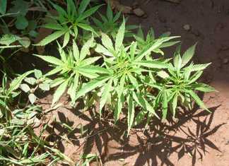 High Court ruling legalises marijuana for private use