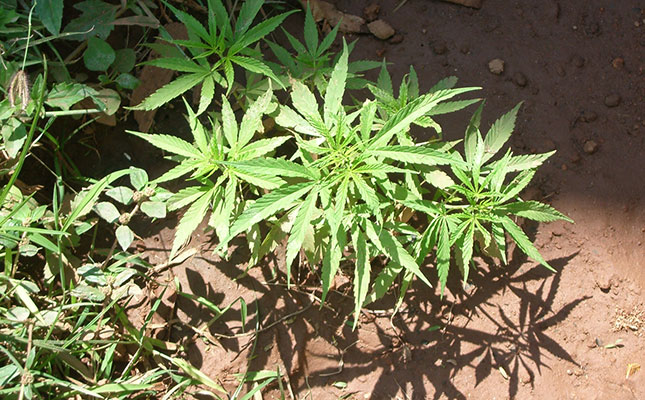 High Court ruling legalises marijuana for private use High Court ruling legalises marijuana for private use