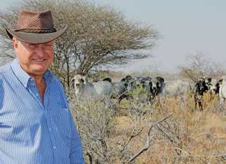Okabra Brahman Stud: breeding for the future