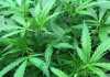 SA cannabis growers may require licence and permit SA cannabis growers may require licence and permit