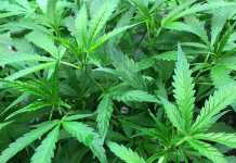 SA cannabis growers may require licence and permit
