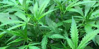 SA cannabis growers may require licence and permit