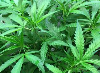 SA cannabis growers may require licence and permit
