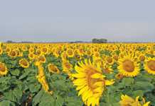 Edible oils’ cartel investigation to go ahead Edible oils' cartel investigation to go ahead