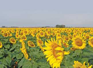 Edible oils' cartel investigation to go ahead