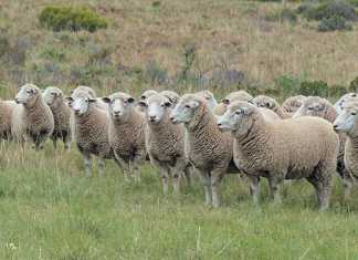Welpic Dormers: breeding for exceptional genetics