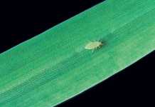 Barley: insect and fungal control, regulation and irrigation