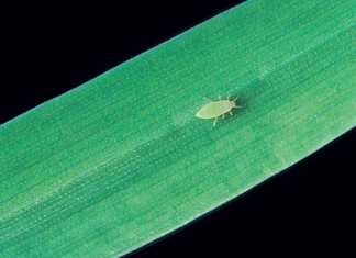 Barley: insect and fungal control, regulation and irrigation