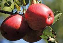 US Fruit Growers worried about disastrous warm weather