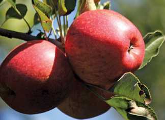 US Fruit Growers worried about disastrous warm weather