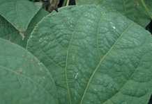 The whitish ‘dusting’ on this bean leaf is a layer of minerals deposited by borehole water in dry, windy weather. It can reduce chemical efficacy.
