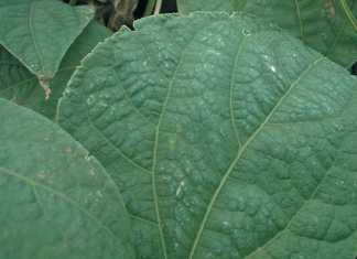 The whitish ‘dusting’ on this bean leaf is a layer of minerals deposited by borehole water in dry, windy weather. It can reduce chemical efficacy.