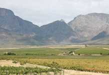 Excellent brandy grape harvest despite drought