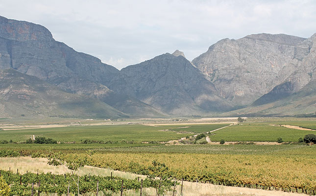 Excellent brandy grape harvest despite drought Excellent brandy grape harvest despite drought