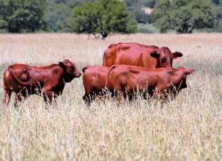 SAPS reports stock theft increase for latest reported period