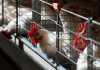 Rainbow Chicken to sell 13 KZN farms Rainbow Chicken to sell 13 KZN farms