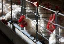Rainbow Chicken to sell 13 KZN farms Rainbow Chicken to sell 13 KZN farms